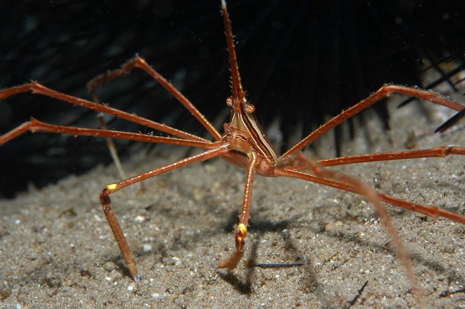Cangrejo araña del caribe