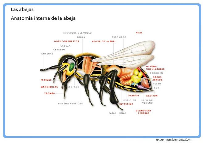 anatomia-interna-abeja