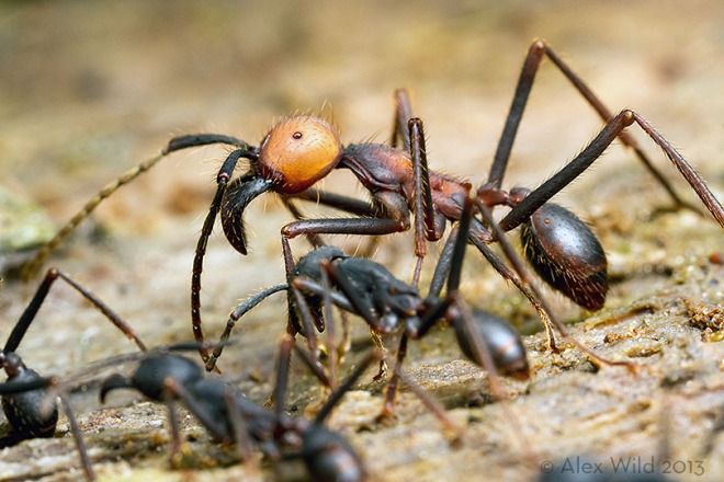 A submajor worker of the swarm-raiding army ant Eciton burchellii