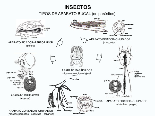 insectos-APARATO BUCAL